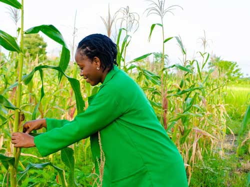 main sectors of Kenyas economy about Agriculture in Kenya