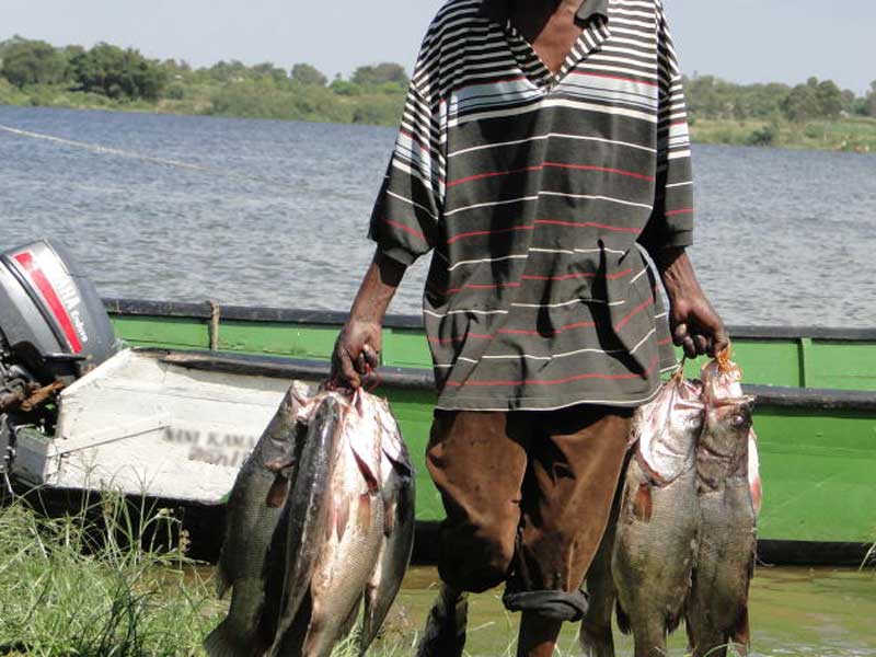 main-sectors-of-Kenyas economy about Forestry and fishing in Kenya